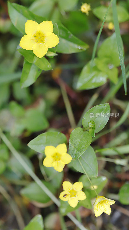 黄花蓼(Lysimachia nemorum)